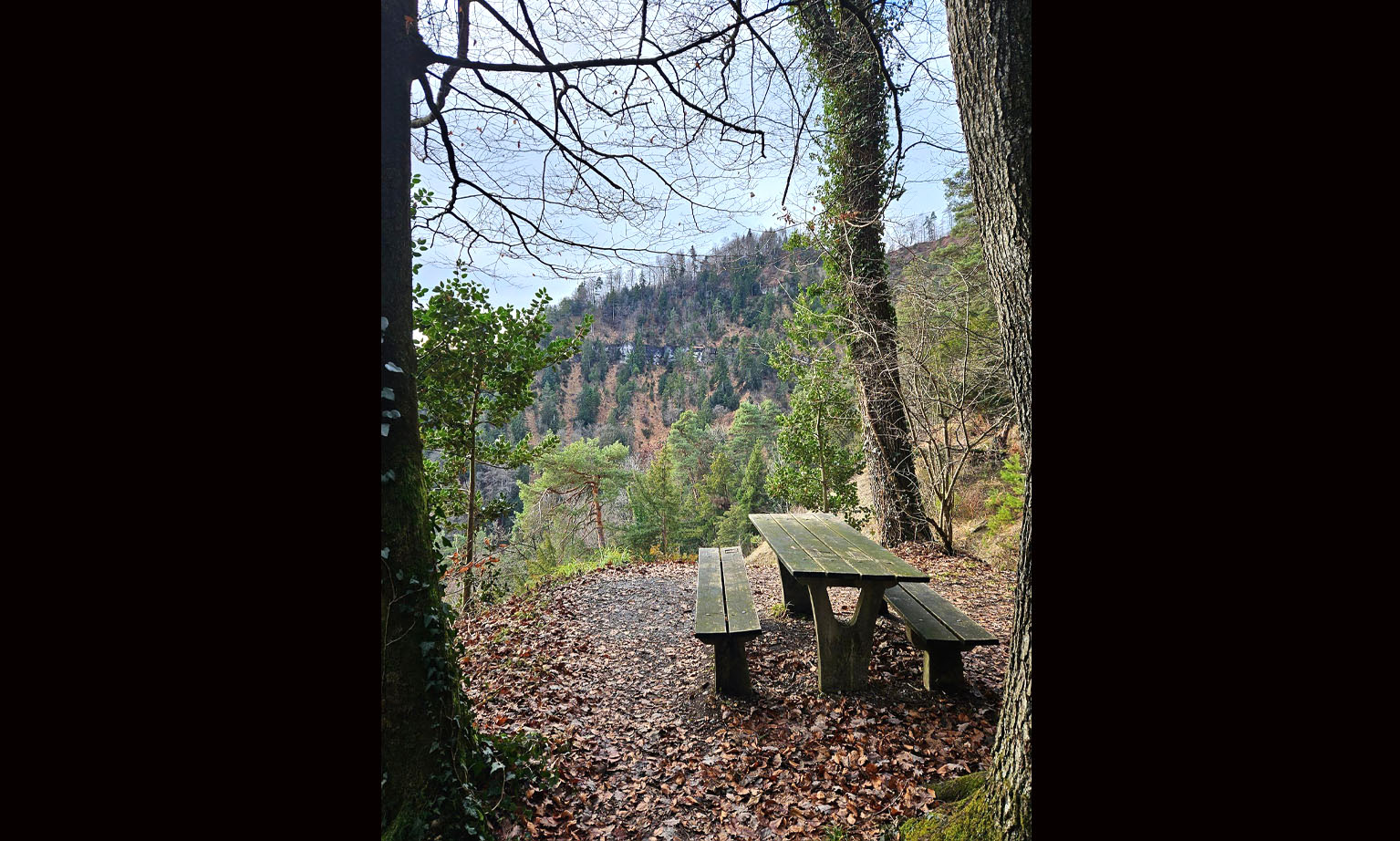 Ein Bänkli mit Tisch im Wald bei der Teehütte. 